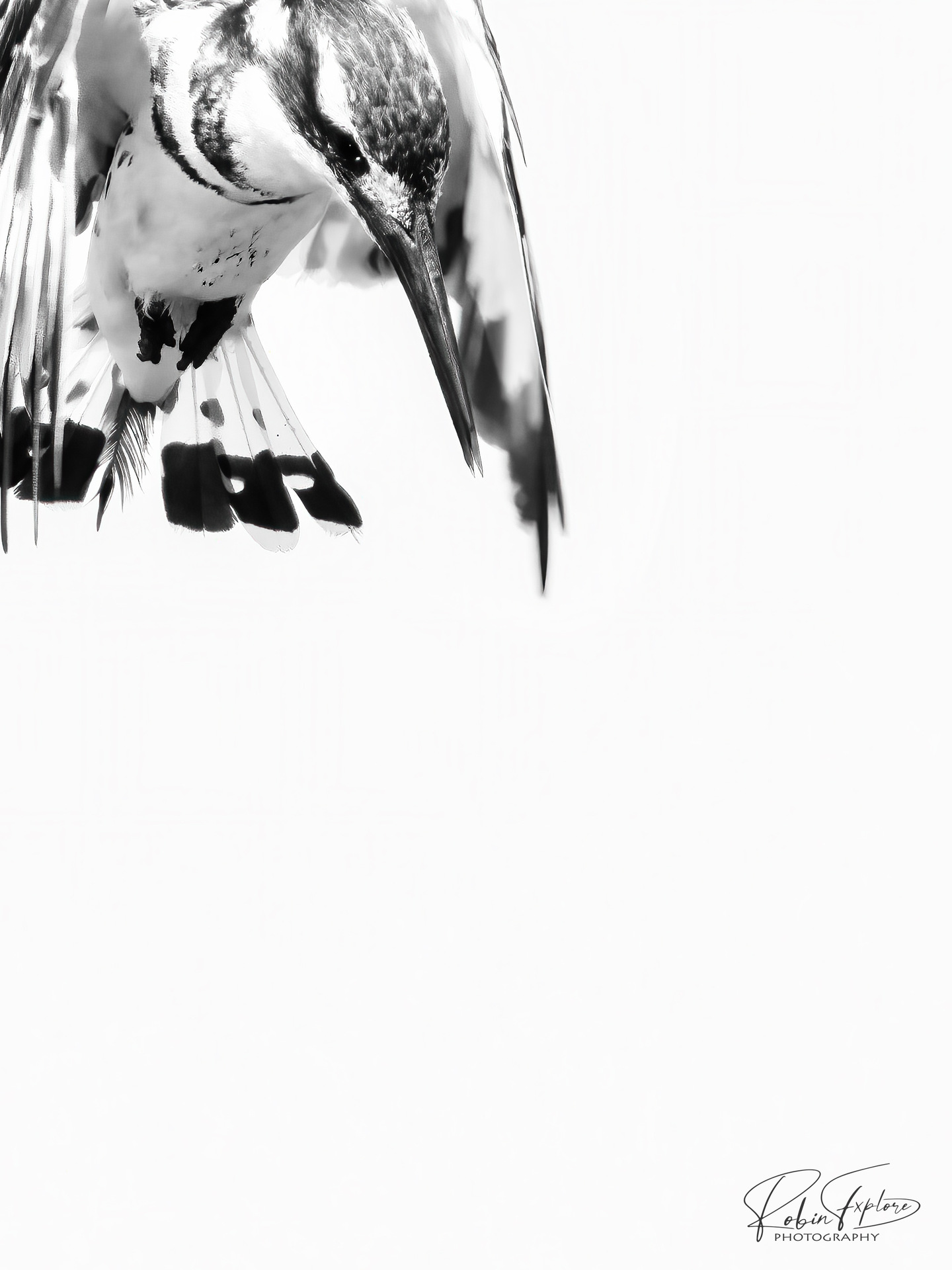 large.PiedKingfisher01.jpg.ac1c9b1dfe07c