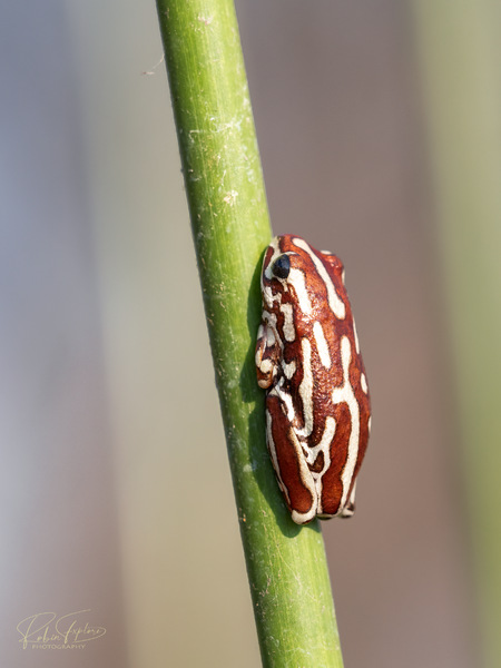 Painted Reed Frog