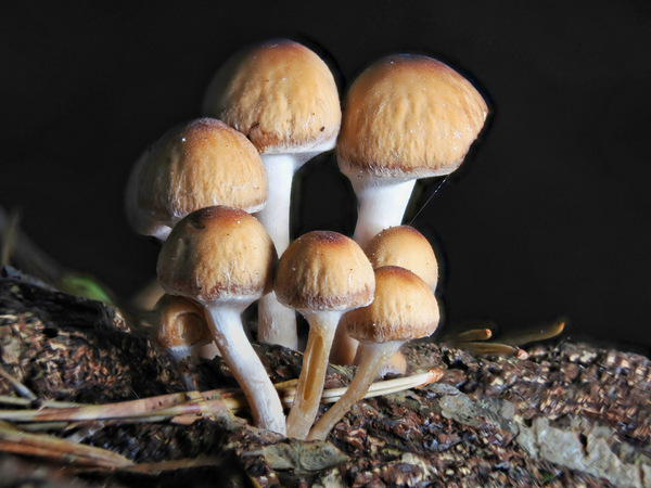 25-Pilze III