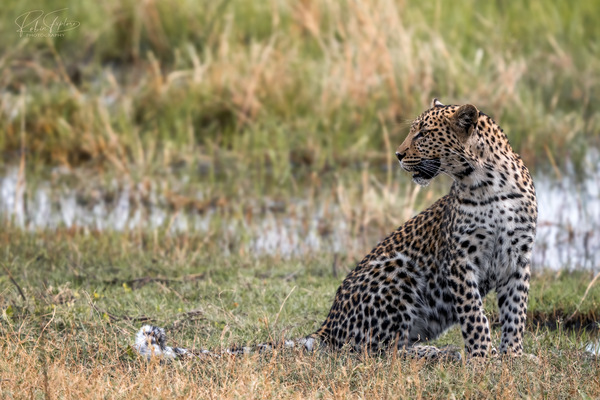 Leopard by the river