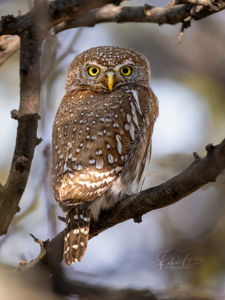 Pearl-spotted Owl