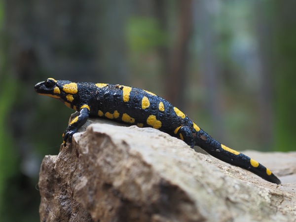 Feuersalamander