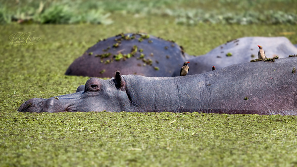 Oxpecker Island
