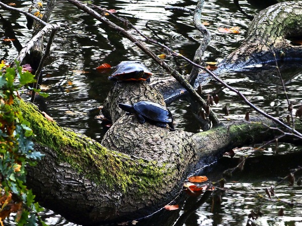Europäische Sumpfschildkröte.jpg