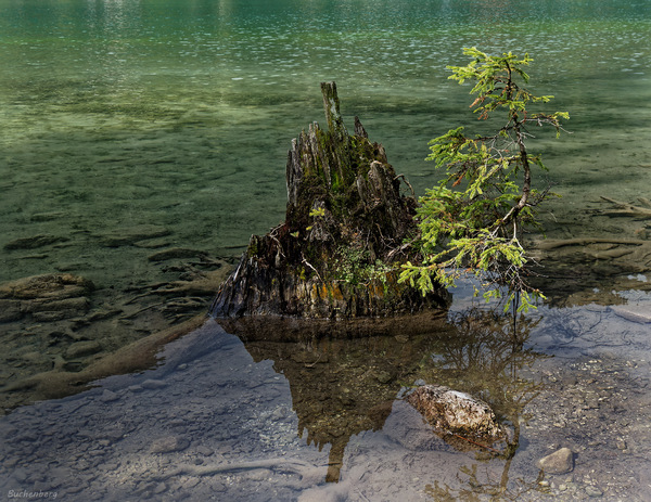 Im Toblacher See 1