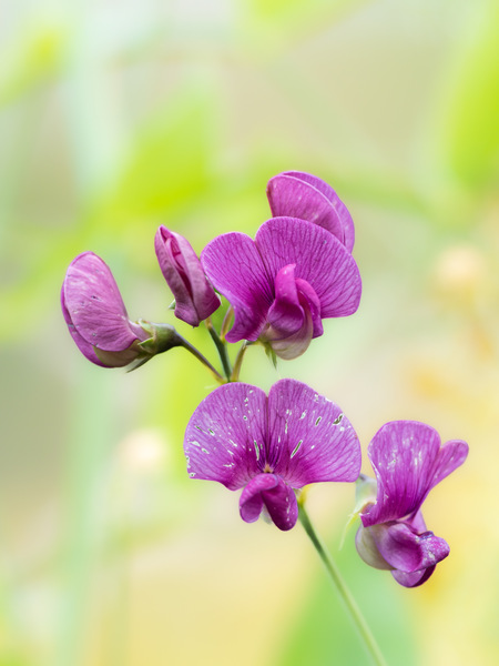 Luftige Blümchen
