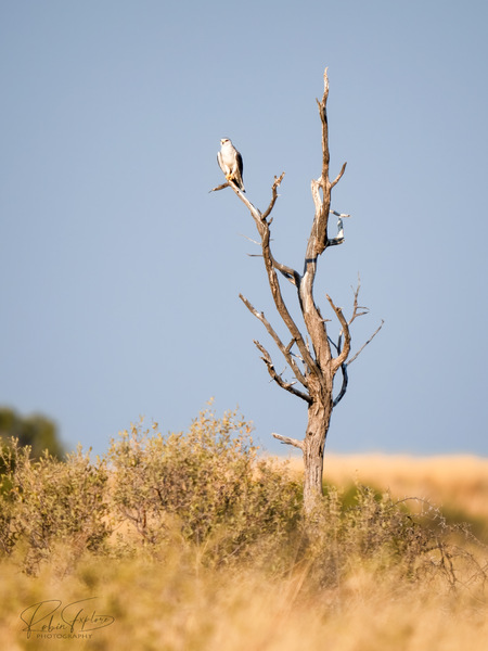 Desert Lookout