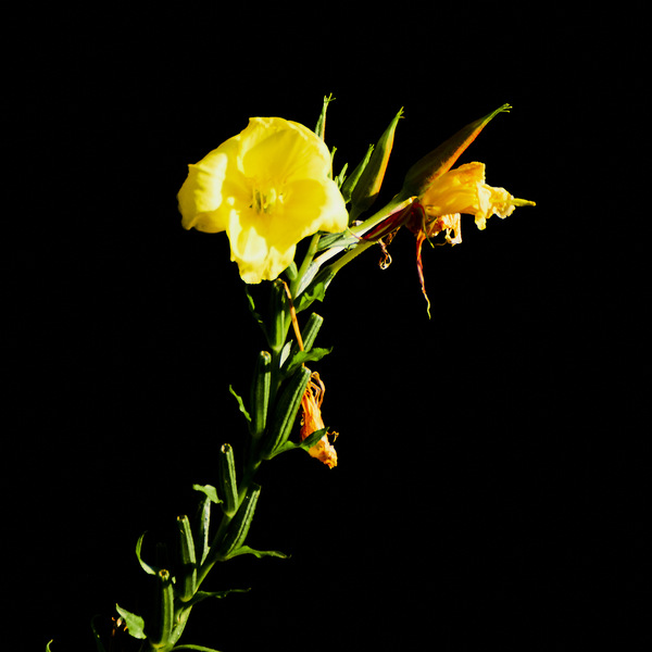 Sigma 75-300 analog Minolta