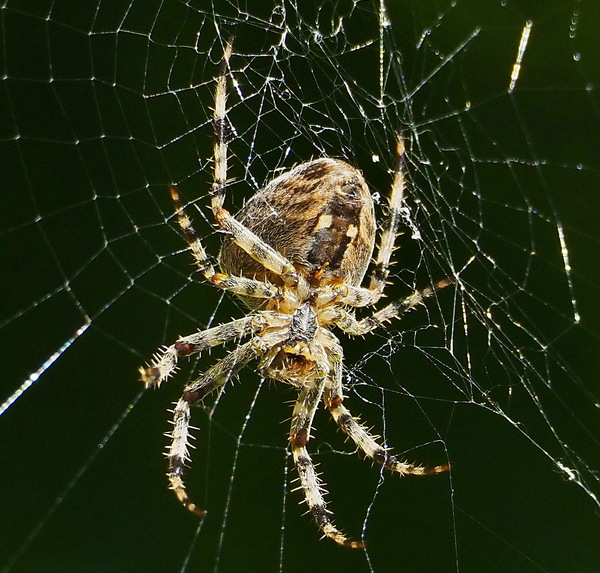 Araneus im Warteraum_A160522.jpg