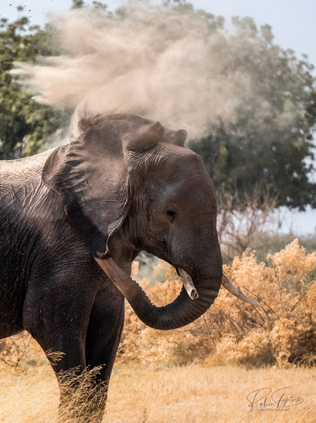 DustingElephant