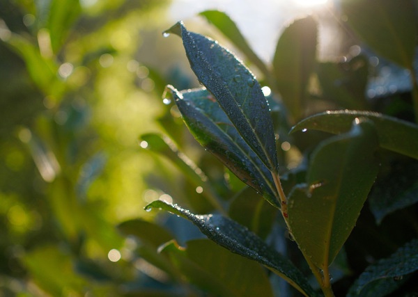 Morgensonne im Lorbeerbaum
