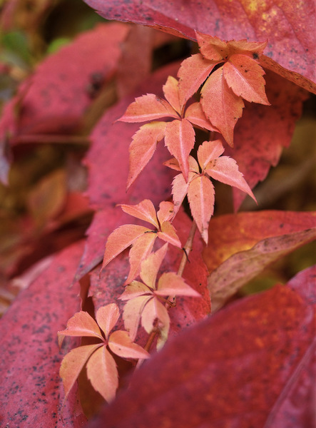 Herbstfarben
