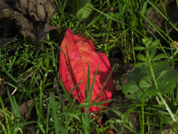 Falllaub_A230657.jpg