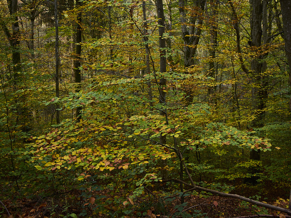 Herbstwald