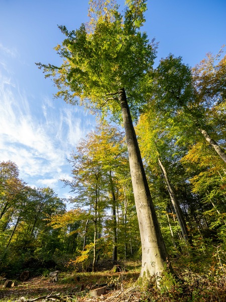 Auf großem Fuß
