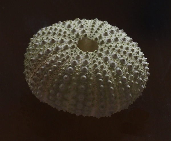 Seeigel