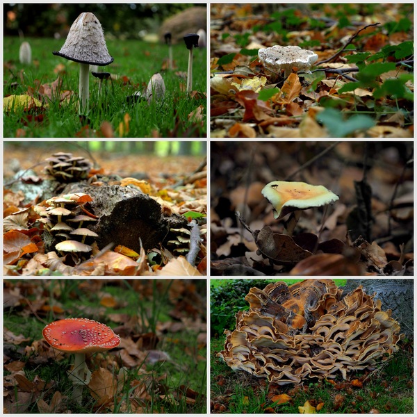 Pilz-Collage