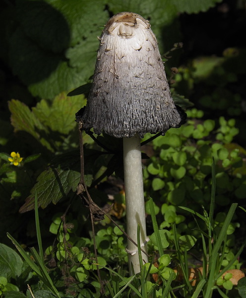 Verpilzt_1_A033749.jpg