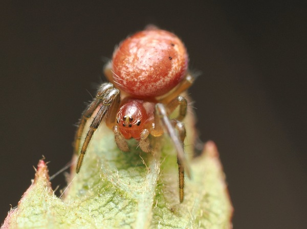 Spinne