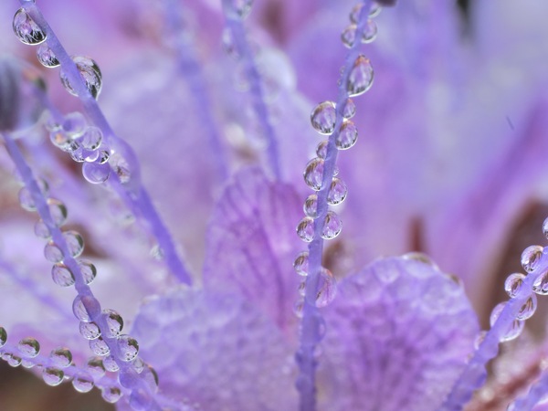 Tau auf Phacelia