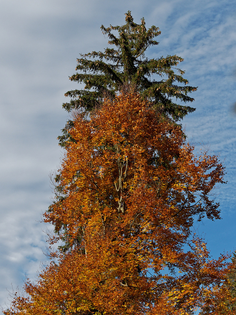 Herbst im Doppelpack.jpg