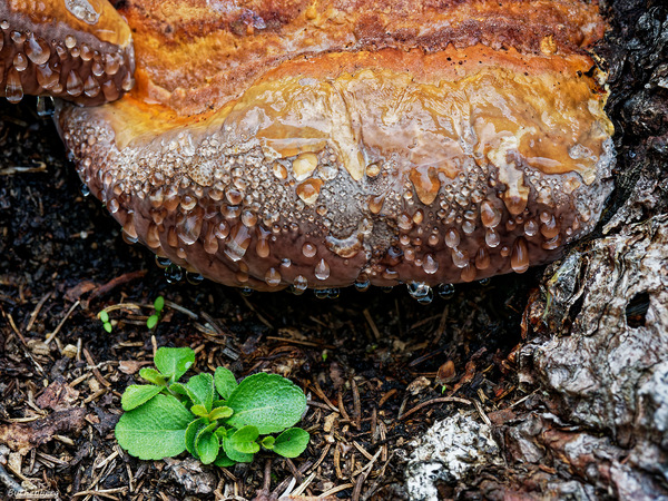 Hamburger nach Baumpilzart