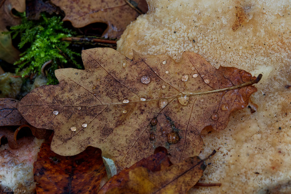 Herbstgaben der Natur 4