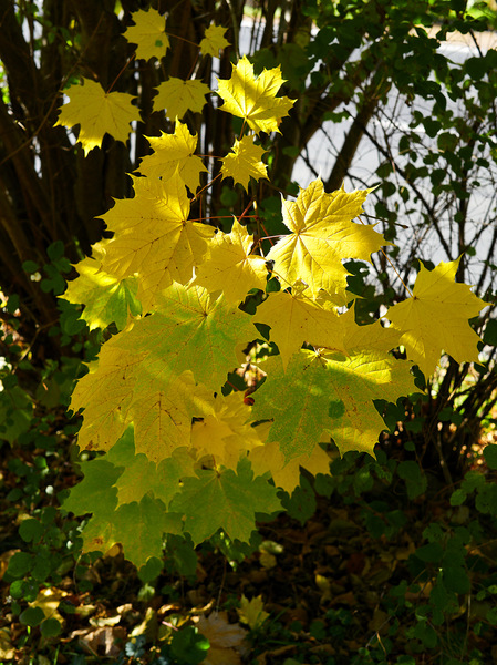 Herbst 2.jpg
