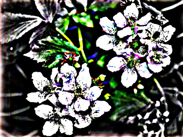 Brombeerblüten - Spielerei -.JPG