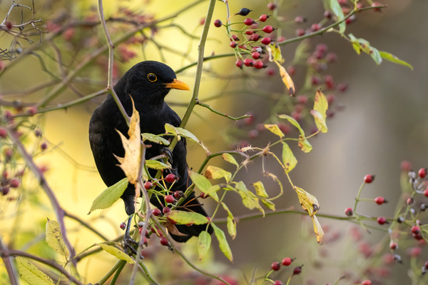 Amsel