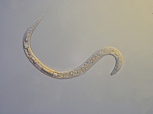 Die Nematode "Heterorhabditis bacteriophora"