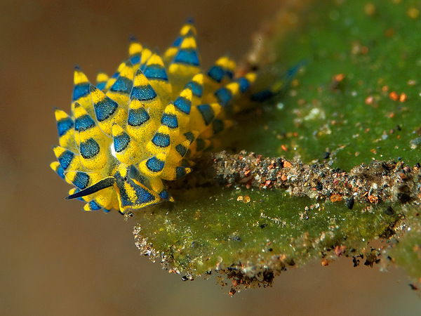 Blatt Schaf Schnecke die dritte