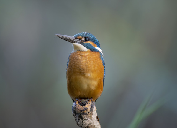 Portrait Eisvogel
