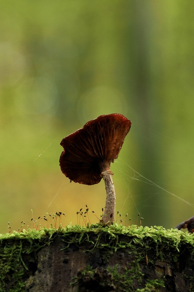 Ein Pilzlein steht im Walde