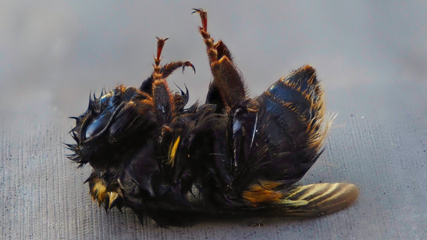 Hummel.jpg
