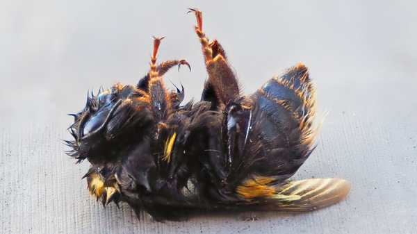 Hummel_v2.jpg