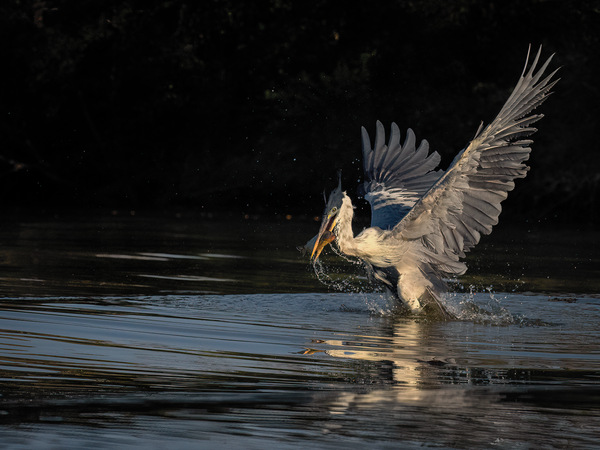 Erfolgreicher Jäger I