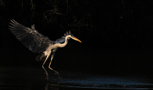 Kein Graureiher, sondern ein Cocoi-Reiher