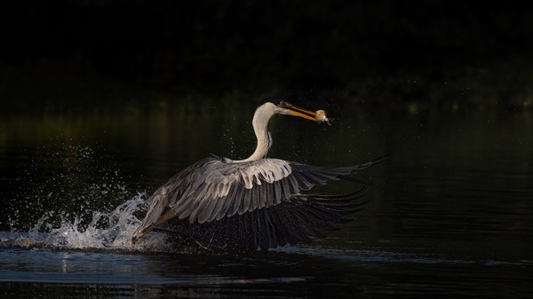 Erfolgreicher Jäger III