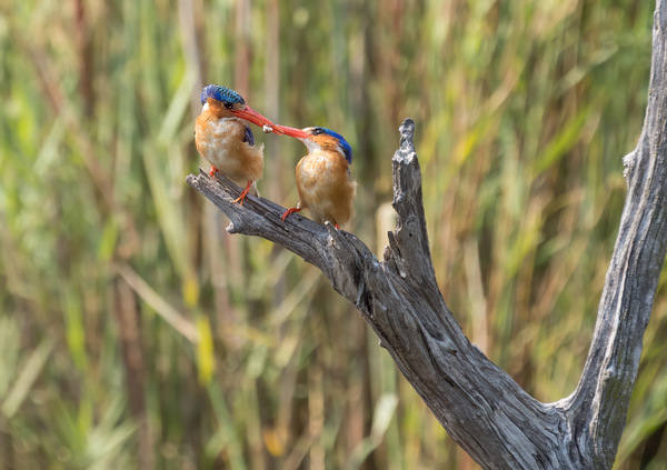 Haubenzwergfischer II - Malachite kingfisher