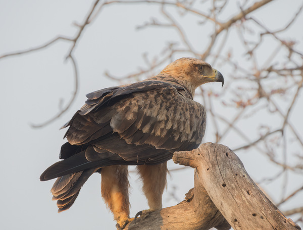 Raub - / Savannenadler  - Tawny eagle