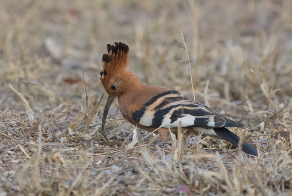 Afrikawiedehopf  - African hoopoe