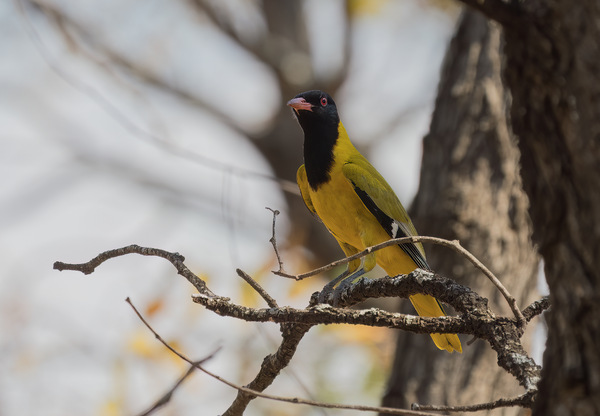 Maskenpirol - Black-headed oriole