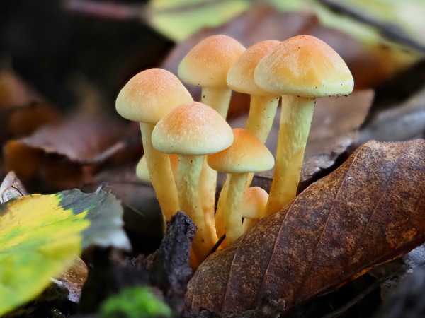 Pilze
