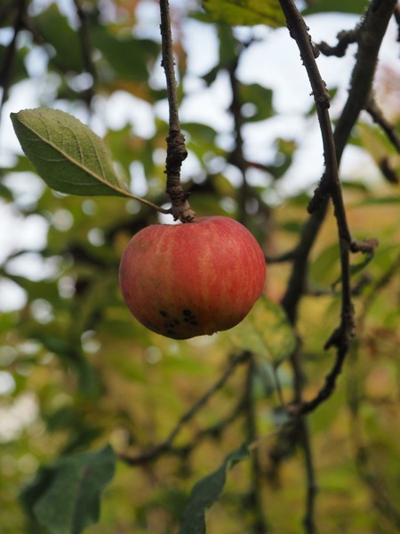 Der letzte Apfel am Baum