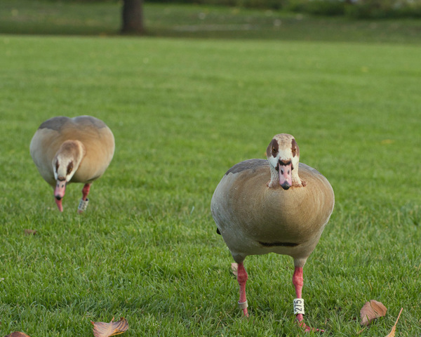 Nilgans