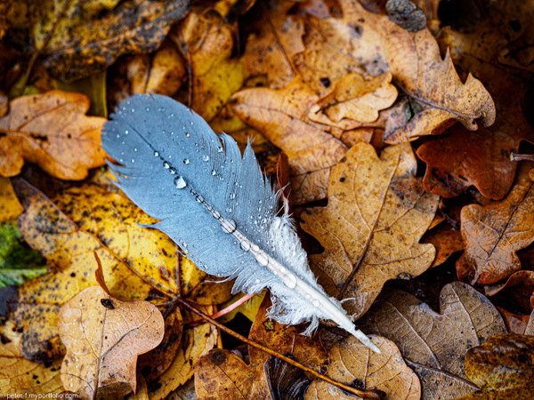 November Blues