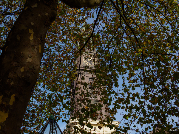 Herbstmichl