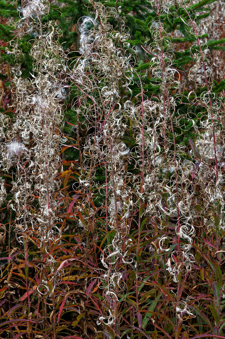 Schmalblättriges Feuerkraut.jpg