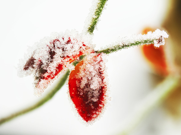 Cold as ice.jpg